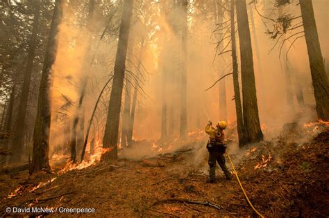 蛇山火事|森林火災の原因とは？なぜ起こるの？